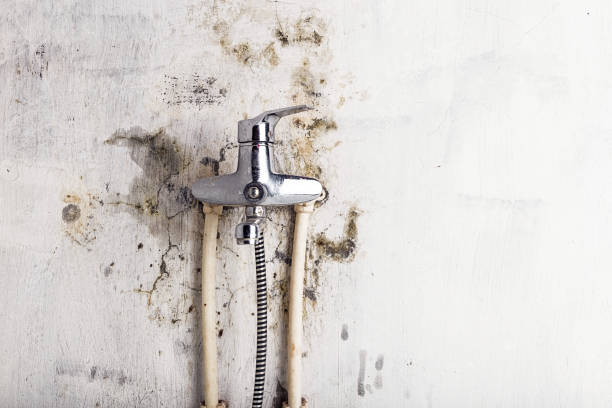 Best Mold Removal and Inspection  in Opelika, AL
